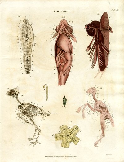 Zoölogische Anatomische Illustraties (Plaat XV) door John Pass