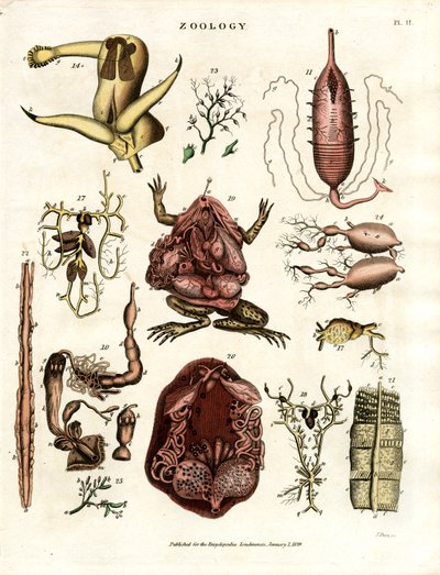 Dierkunde Pl. II: Anatomische illustraties van verschillende dieren en organen door John Pass
