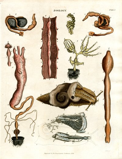 Dierkunde Plaat I: Anatomische illustraties van verschillende dieren door John Pass