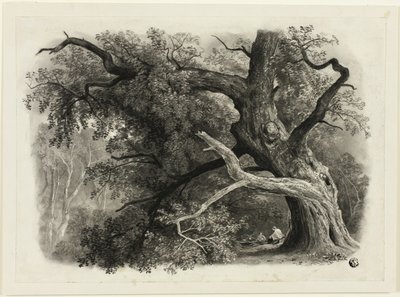 Oude Boom in de Billah - Sherwood Forest door John Rawson Walker