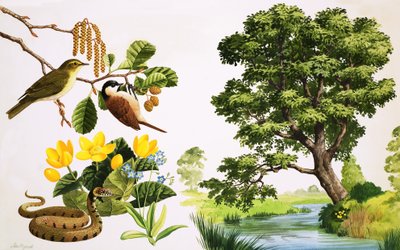 De elzenboom en wat je eromheen kunt vinden door John Rignall