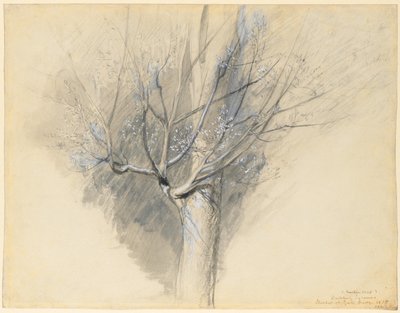 Ontluikende Plataan door John Ruskin