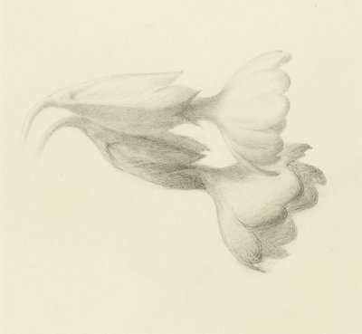 Sleutelbloem Klokken, waarschijnlijk 1871 door John Ruskin