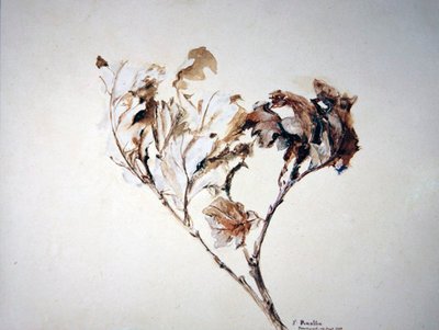 Studie van Eikenbladeren door John Ruskin