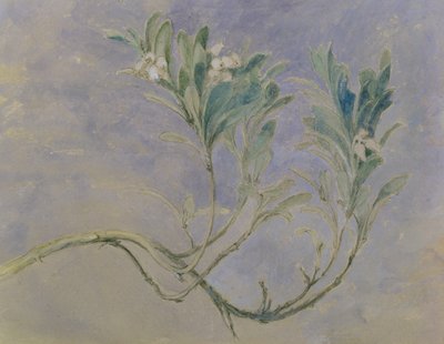 Studie van een takje van een mirteboom, c.1877 door John Ruskin
