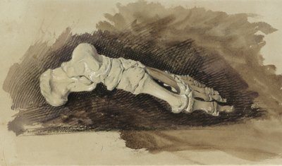 De Botten van een Vrouwelijke Voet door John Ruskin