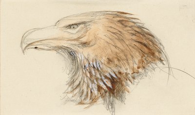 Het Hoofd van een gewone Gouden Adelaar, uit het Leven door John Ruskin