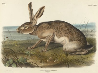 Texaanse Haas, 1848 door John T. Bowen