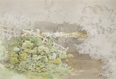 Dokplanten bij een beschaduwde stroom door John White Abbott