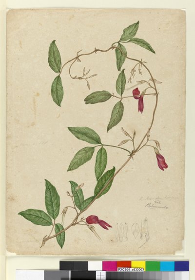 Kennedia rubicunda, c.1803-06 door John William Lewin