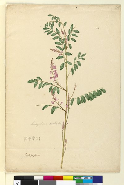 Pagina 116. Indigofera australis door John William Lewin