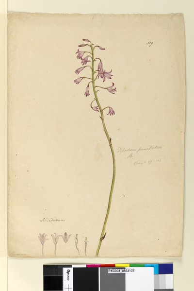 Pagina 139. Dipodium punctatum door John William Lewin