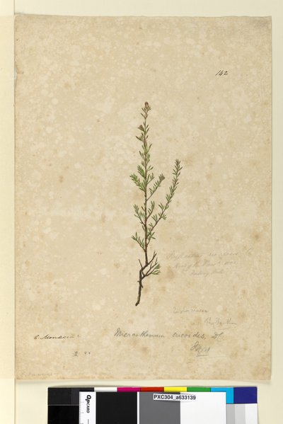 Pagina 142. Phyllanthus rivularis door John William Lewin
