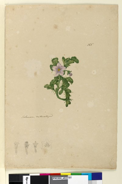 Pagina 165. Solanum genaturaliseerd door John William Lewin