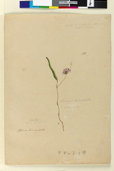 Pagina 166. Kennedia monophyllaHardenbergia violacea door John William Lewin