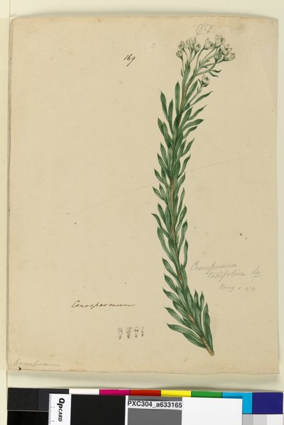 Pagina 169. Conospermum taxifolium door John William Lewin
