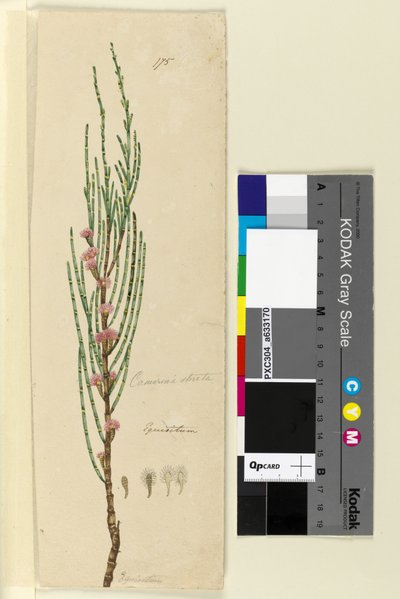 Pagina 175. Casuarina stricta Allocasuarina verticillata door John William Lewin