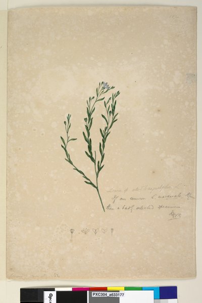 Pagina 182. Linum sp verwant aan augustifolium door John William Lewin