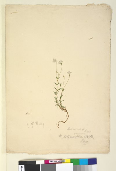 Pagina 18. Mitrasacme polymorpha, c.1803-06 door John William Lewin