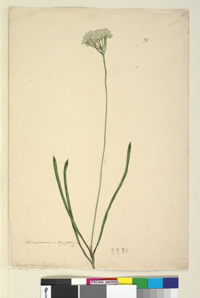 Pagina 20. Conospermum longifolium, c.1803-06 door John William Lewin