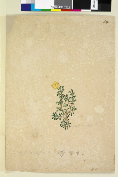 Pagina 214. Hibbertia diffusa door John William Lewin