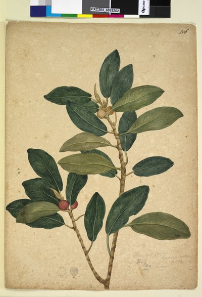 Pagina 216. Ficus rubiginosa door John William Lewin