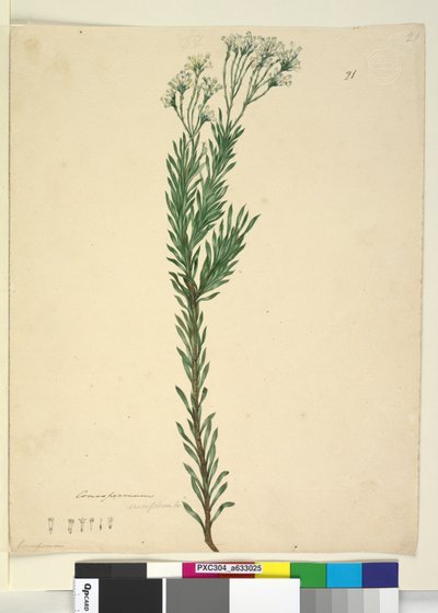 Pagina 21. Conospermum ericifolium, c.1803-06 door John William Lewin