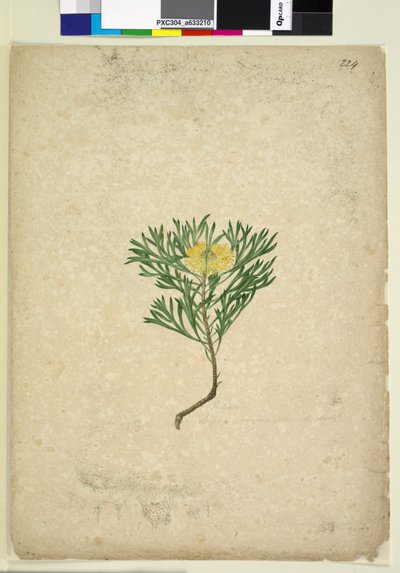 Pagina 224. Isopogon anemonifolius door John William Lewin