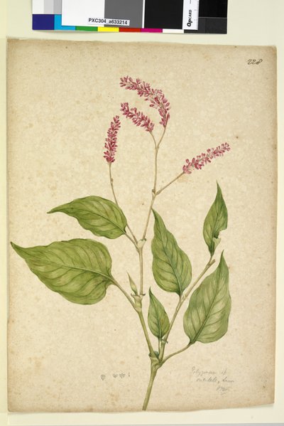 Pagina 228. Polygonum orientale door John William Lewin