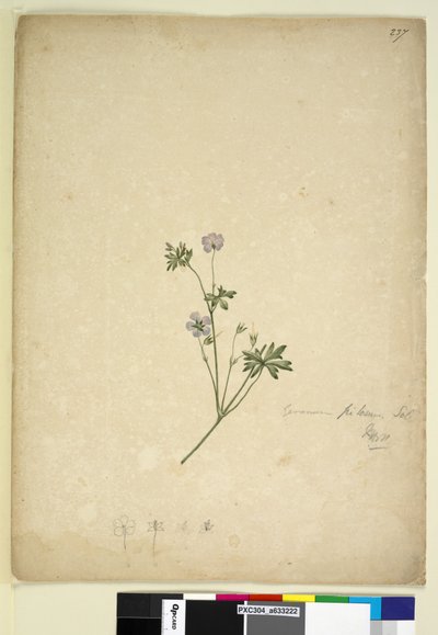 Pagina 237. Geranium pilosum door John William Lewin