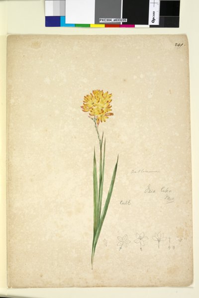 Pagina 241. Ixia lutea door John William Lewin