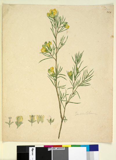 Pagina 244. Gompholobium door John William Lewin