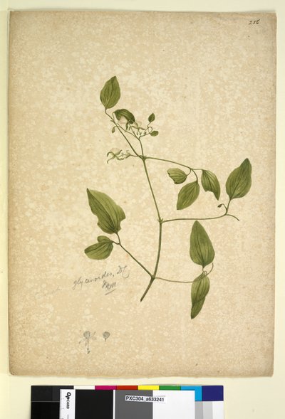 Pagina 256. Clematis glycinoides door John William Lewin