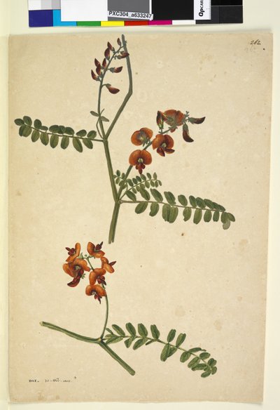 Pagina 262. Gesigneerd: I.W.L. 30 Nov. 1805 door John William Lewin