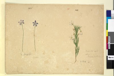 Pagina 265. Glossodia minor; 266. Ricinocarpus door John William Lewin