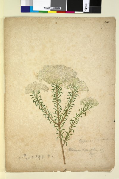 Pagina 268. Helichrysum diosmifolium Ozothamnus diosmifolius door John William Lewin