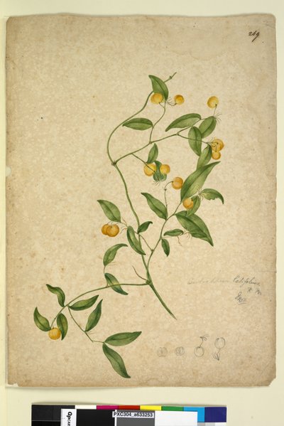 Pagina 269. Eustrephus latifolius door John William Lewin