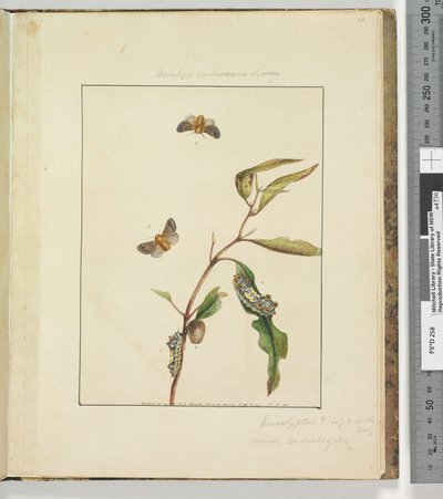 Pagina 35. Plaat 9 Bombyx Vulnerans Lewin door John William Lewin