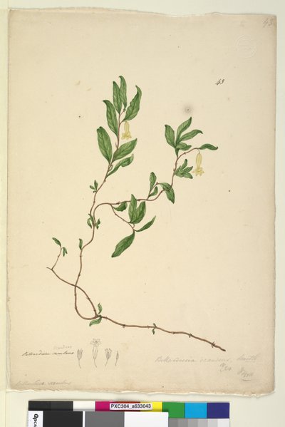 Pagina 43. Billardiera scandens door John William Lewin
