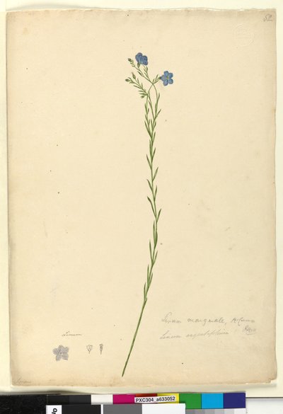 Pagina 52. Linum marginale door John William Lewin