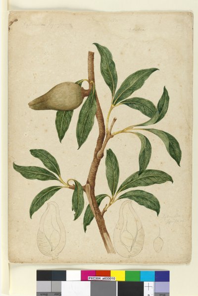 Pagina 5. Xylomelum pyriforme, c.1803-06 door John William Lewin