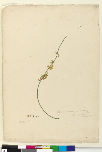 Pagina 75. Sphaerolobium vimineum door John William Lewin