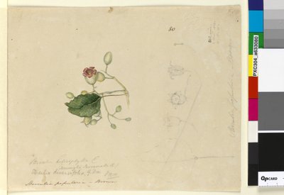 Pagina 80. Sterculia diversifolia door John William Lewin