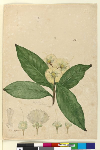 Pagina 85. Angophora intermedia door John William Lewin