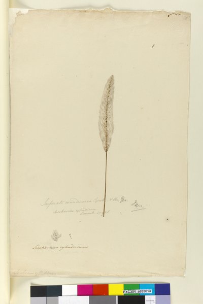 Pagina 8. Imperata arundinacea syn. Saccharum cylindricum, c.1803-06 door John William Lewin