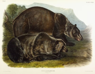 Mannelijke grizzlybeer, 1848 door John Woodhouse Audubon