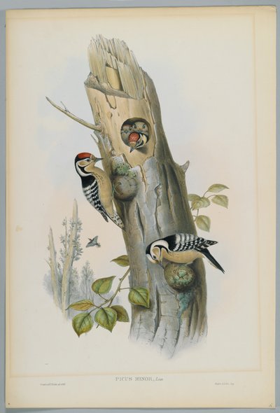 Picus Minor - Kleine Bonte Specht, gegraveerd door H. C. Richter door John after Gould