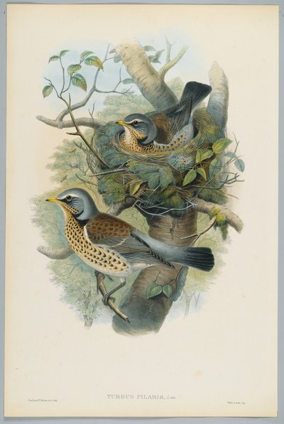 Turdus Pilarus - Kramsvogel, gegraveerd door H. C. Richter door John after Gould