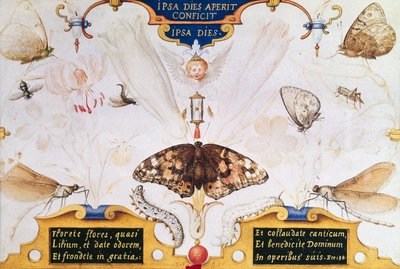 Diptiek met bloemen en insecten, 1591 door Joris Hoefnagel