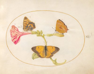 Plaat 10: Bruine Haarstreep, Zilvergewassen Fritillaria en Gele Vlinders op een Vier-uur-bloem door Joris Hoefnagel
